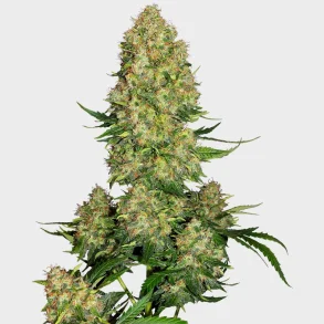 Skunk #1 Automatic 3 Seeds + 1 for free