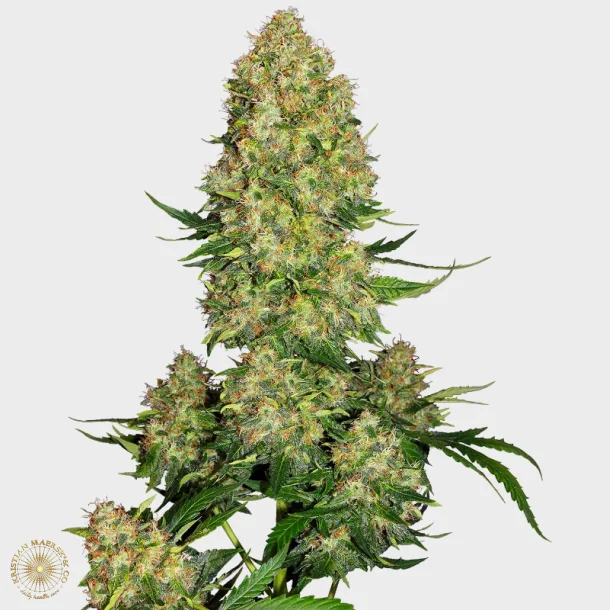 Skunk #1 Automatic 3 Seeds + 1 for free