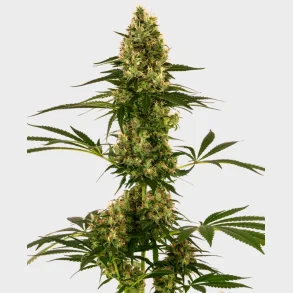 Blue Bullet Automatic 3 Seeds + 1 for free