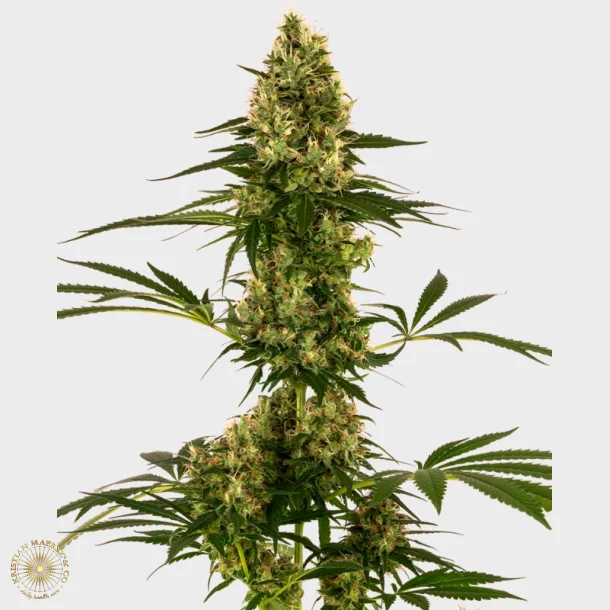 Blue Bullet Automatic 3 Seeds + 1 for free