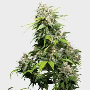 California Indica Feminized 3 Seeds + 1 for free