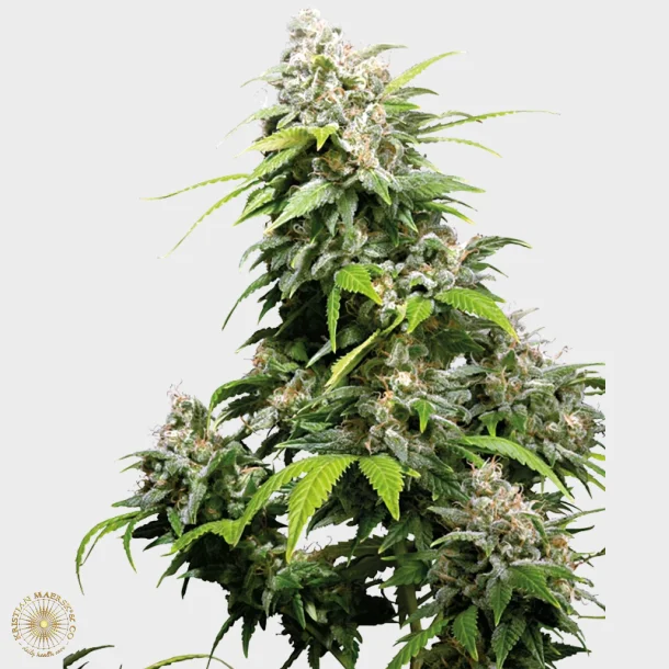 California Indica Feminized 3 Seeds + 1 for free