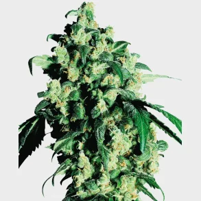 Super Skunk Feminized 3 Seeds + 1 for free