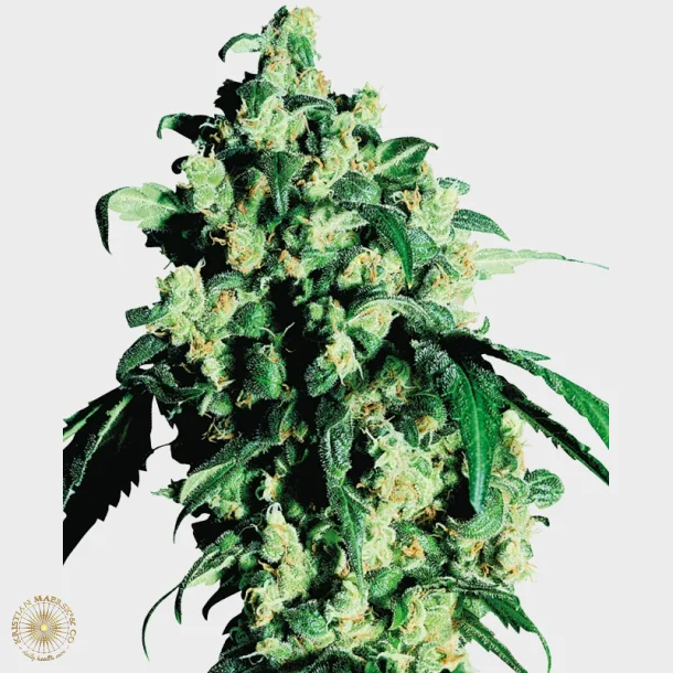 Super Skunk Feminized 3 Seeds + 1 for free