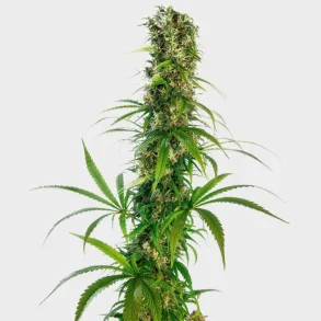 Michka Feminized 3 Seeds + 1 for free