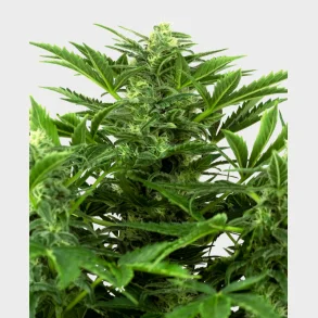 Mandarin Punch Automatic 3 Seeds + 1 for free