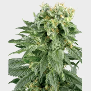 Double Gum Regular 10 Seeds