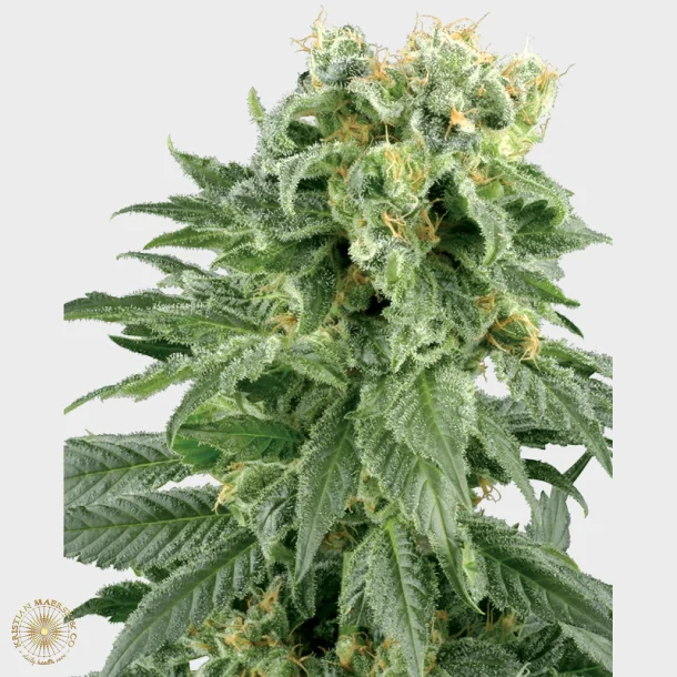 Double Gum Regular 10 Seeds