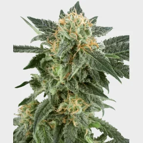 Snow Ryder Automatic 3 Seeds + 1 for free