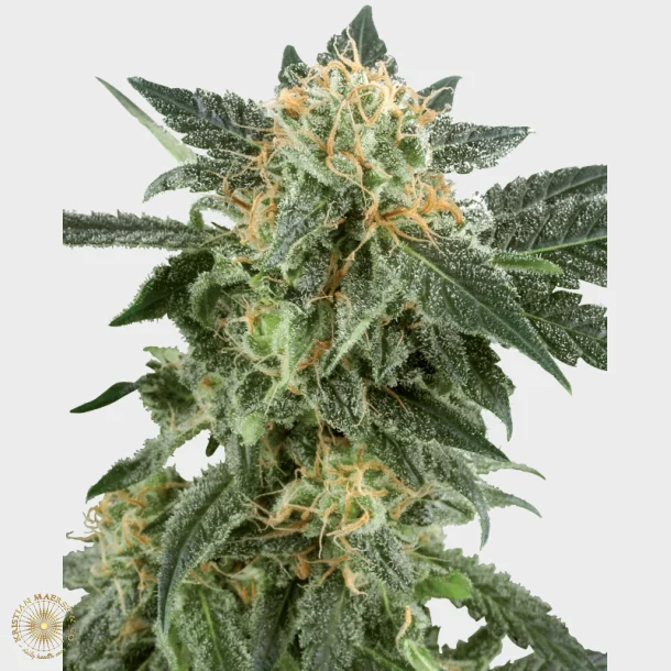 Snow Ryder Automatic 3 Seeds + 1 for free