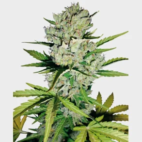Super Skunk Automatic 3 Seeds + 1 for free