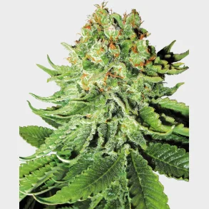 Northern Lights Automatic 3 Seeds + 1 for free