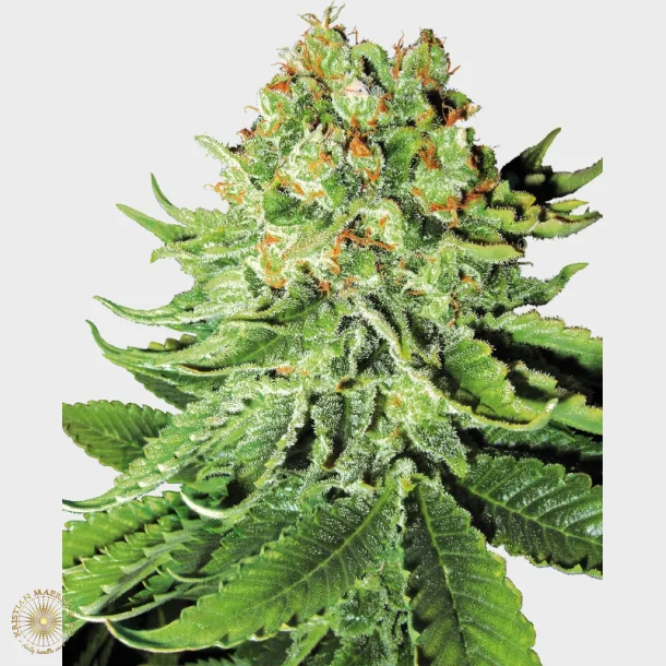 Northern Lights Automatic 3 Seeds + 1 for free
