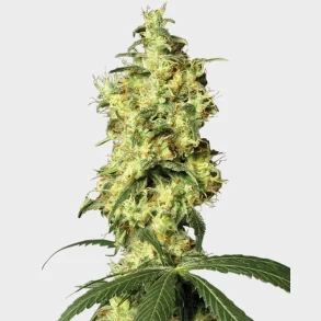 White Widow Automatic 3 Seeds + 1 for free