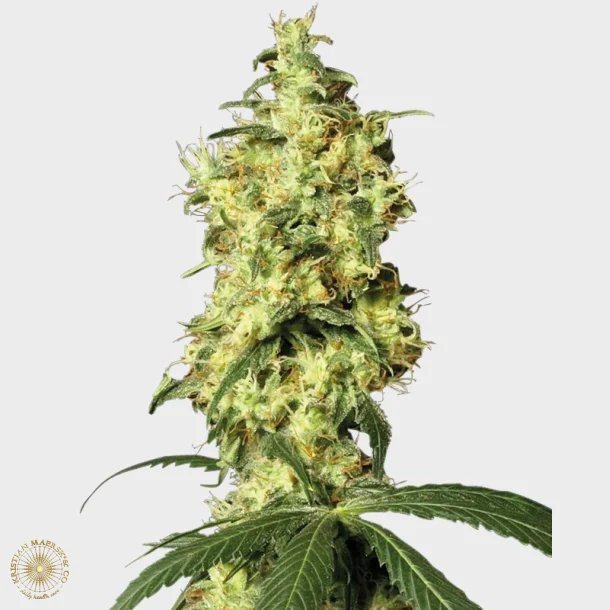 White Widow Automatic 3 Seeds + 1 for free