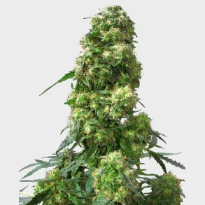 Early Skunk Feminized 3 Seeds + 1 for free
