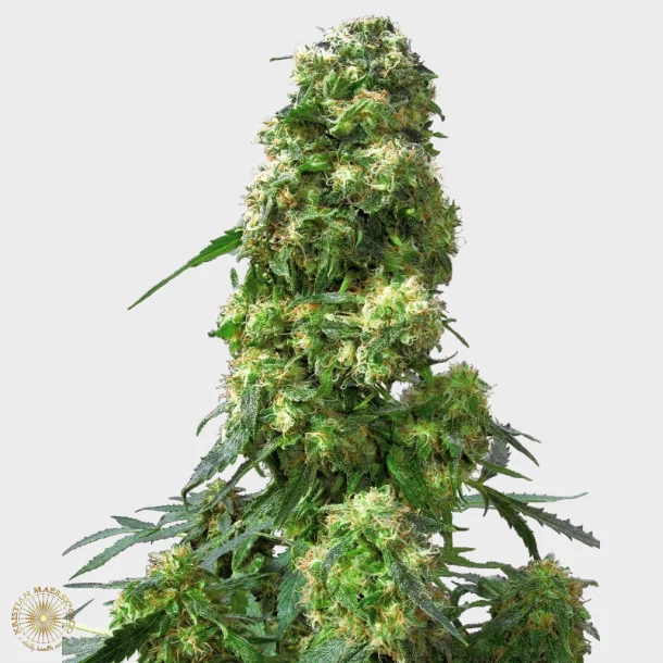 Early Skunk Feminized 3 Seeds + 1 for free
