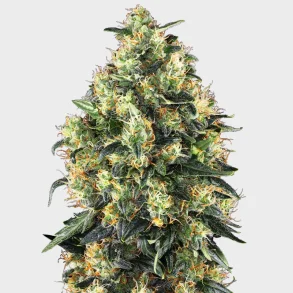 Super Skunk Automatic 3 Seeds + 1 for free
