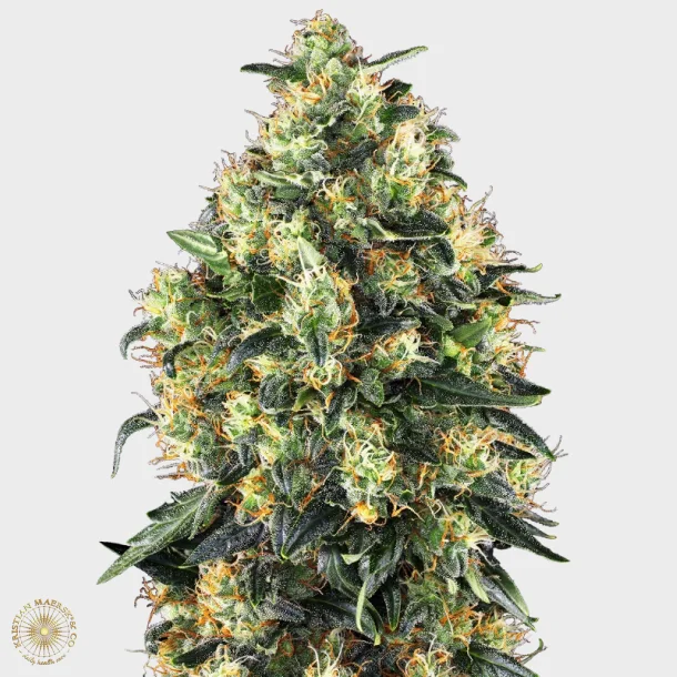 Super Skunk Automatic 3 Seeds + 1 for free