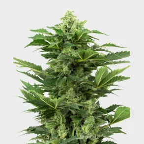 Afghan Pearl CBD Automatic 3 Seeds + 1 for free