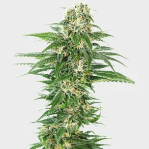 Early Skunk Automatic 3 Seeds + 1 for free