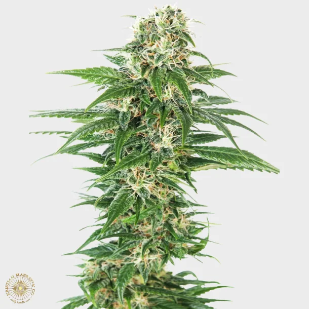 Early Skunk Automatic 3 Seeds + 1 for free