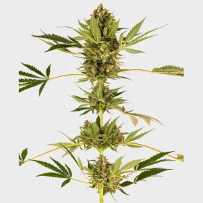 Himalayan CBD Feminized 3 Seeds