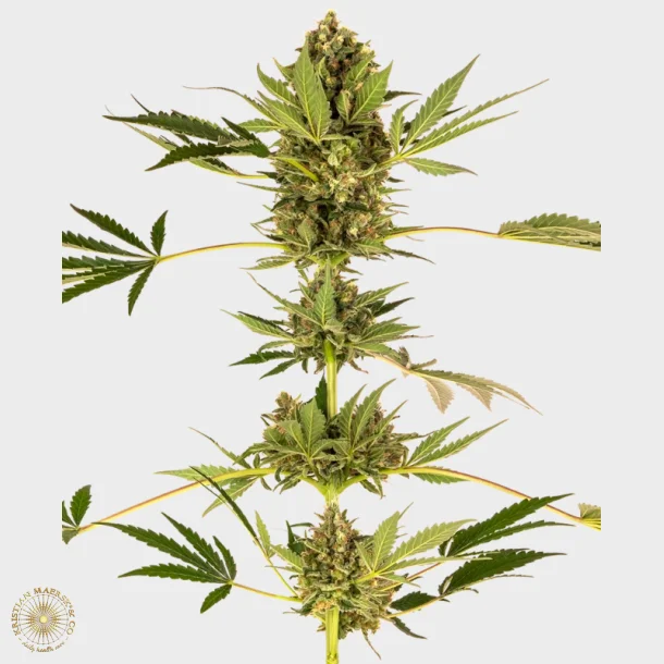 Himalayan CBD Feminized 3 Seeds