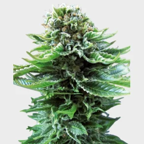 Northern Lights Automatic 3 Seeds + 1 for free