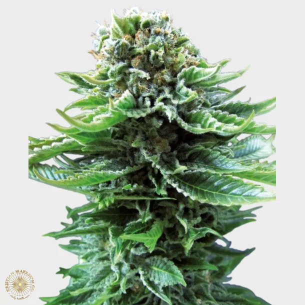 Northern Lights Automatic 3 Seeds + 1 for free