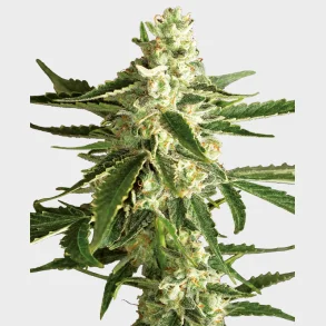 White Diesel Haze Automatic 3 Seeds + 1 for free