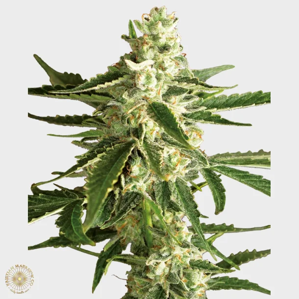 White Diesel Haze Automatic 3 Seeds + 1 for free