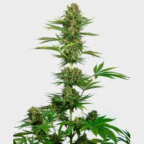 Satin Black Domina CBD Feminized 3 Seeds