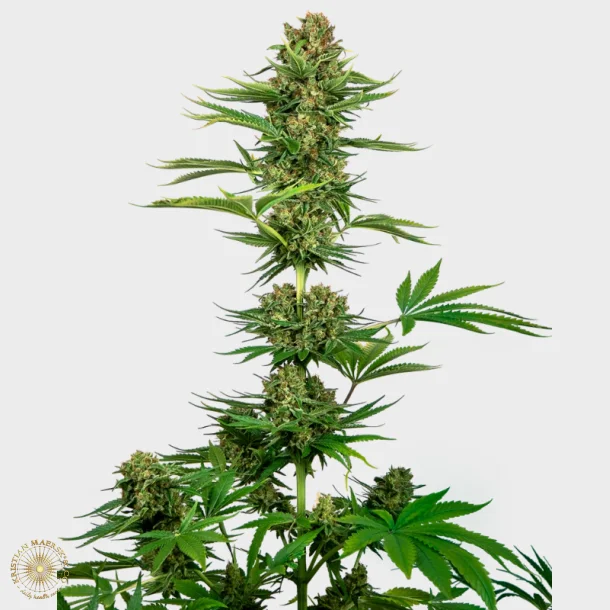 Satin Black Domina CBD Feminized 3 Seeds