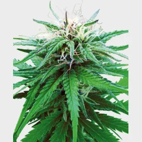 Ruderalis Indica Regular Seeds 10 Seeds