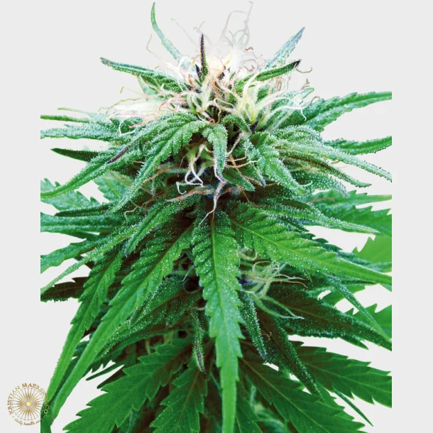 Ruderalis Indica Regular Seeds 10 Seeds