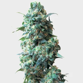 Afghan Kush Regular 10 Seeds