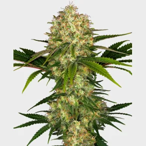 Afghani #1 Feminized 3 Seeds + 1 for free