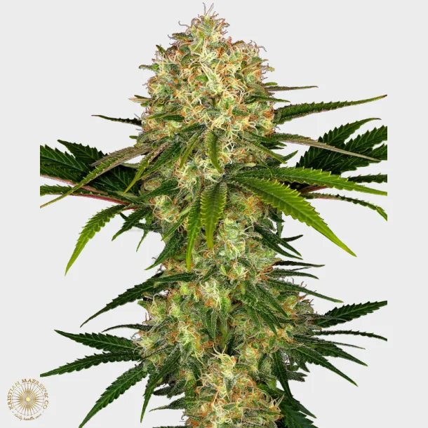 Afghani #1 Feminized 3 Seeds + 1 for free