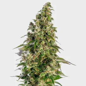 Afghani #1 Automatic 3 Seeds + 1 for free