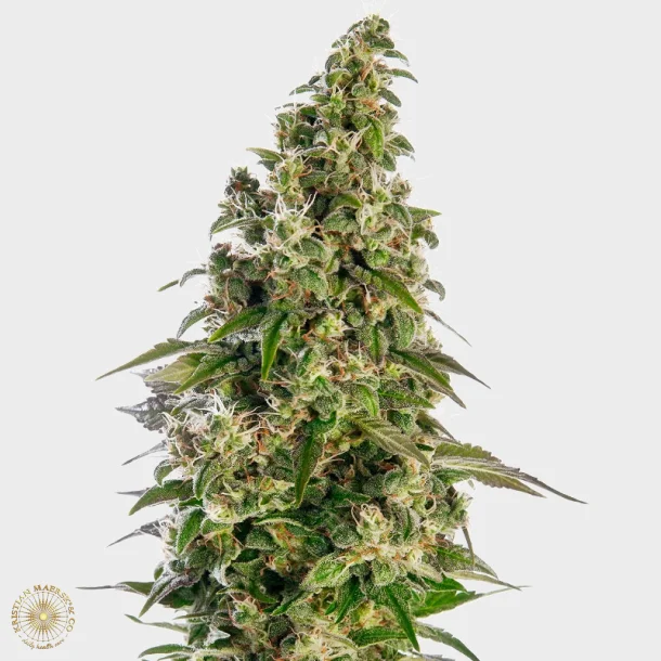 Afghani #1 Automatic 3 Seeds + 1 for free