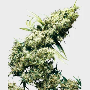 Jamaican Pearl Feminized 3 Seeds + 1 for free