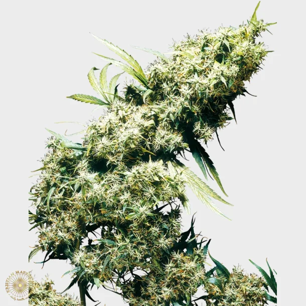 Jamaican Pearl Feminized 3 Seeds + 1 for free