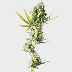 Durban Feminized 3 Seeds + 1 for free