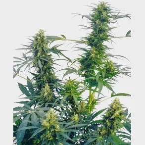 Guerrilla's Gusto Regular 10 Seeds