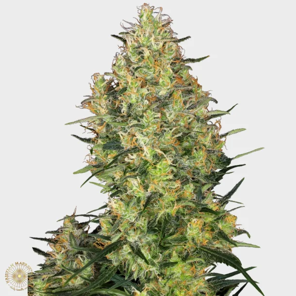 Shiva Skunk Feminized 3 Seeds + 1 for free