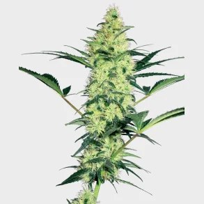 White Diesel Feminized 3 Seeds + 1 for free
