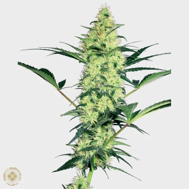 White Diesel Feminized 3 Seeds + 1 for free