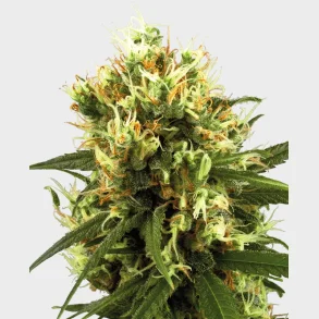 White Haze Automatic 3 Seeds + 1 for free