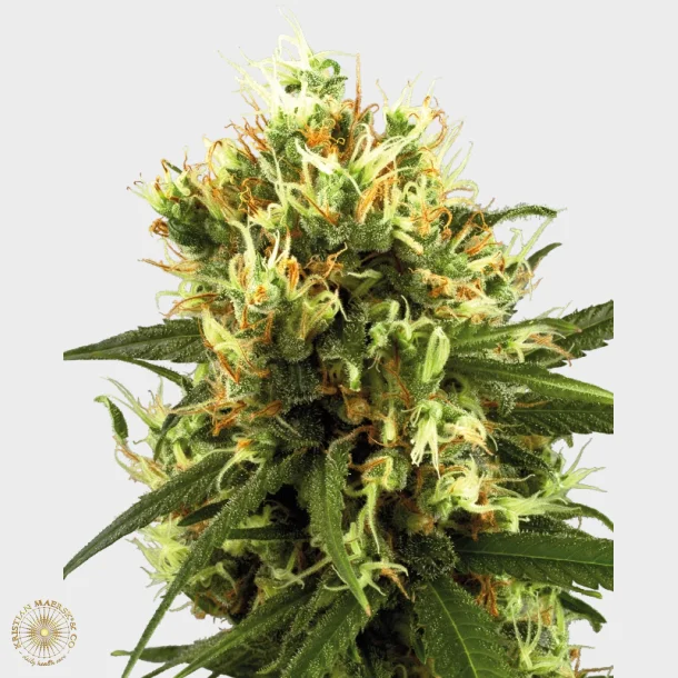 White Haze Automatic 3 Seeds + 1 for free